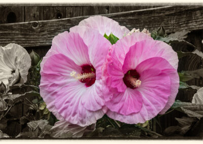 Two vibrant pink hibiscus flowers blooming side by side.
