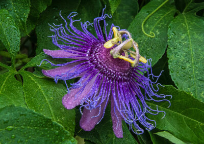 A vibrant purple passionflower with intricate filaments and lush green leaves.