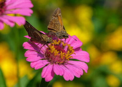 A butterfly perched on a vibrant pink flower in a sunny garden.