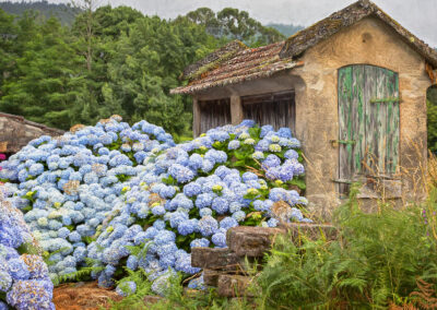 Blue hydrangeas blooming near a rustic stone cottage with a green door.