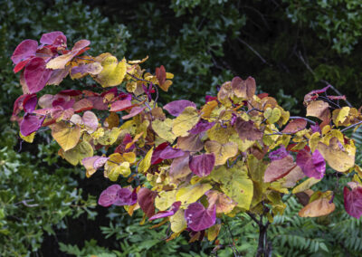 Colorful autumn leaves on a bush with green foliage background.