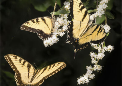 Two yellow and black butterflies on white flowers.