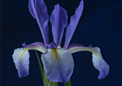 A close-up of a purple iris flower against a dark background.