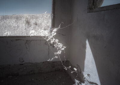 Sunlight illuminates a withered plant in a decaying room corner.