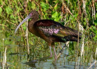 A glossy ibis with iridescent feathers standing in shallow water.
