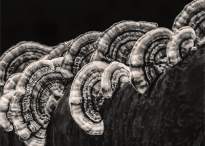 Close-up of bracket fungi growing on wood in black and white.
