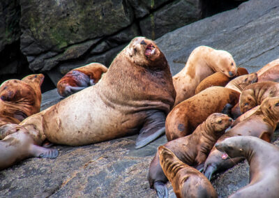 A group of sea lions resting on rocky terrain.