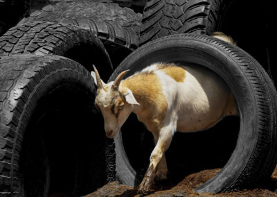 A goat stepping through stacked tires outdoors.