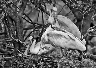 Two birds tending to their nest in a tree.