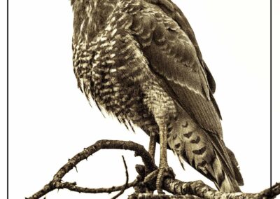 A hawk perched on a bare branch against a white background.