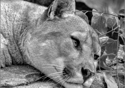 A close-up of a resting cougar with its head on a rock.