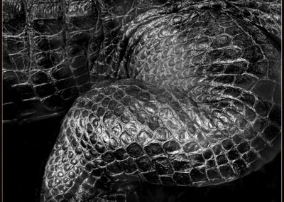 Close-up of a coiled snake's textured scales in black and white.