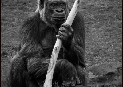 A gorilla sitting and holding a stick in a natural environment.