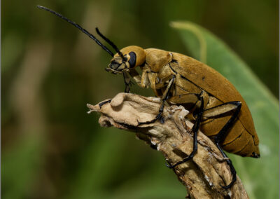 Close-up of a yellow beetle perched on a dry branch with green foliage background.