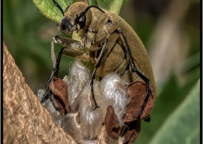 Close-up of a beetle resting on a tree trunk with green leaves in the background.