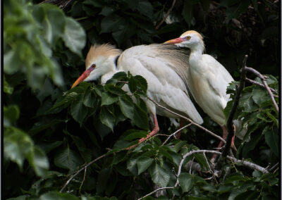 Two white birds perched closely on a leafy branch.