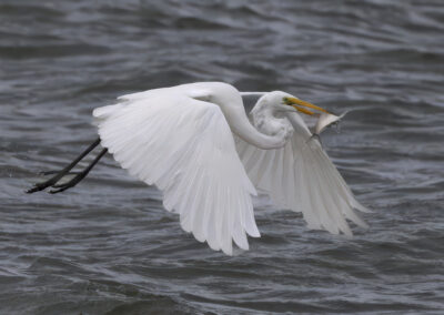 A white egret flying low over water with wings fully spread.