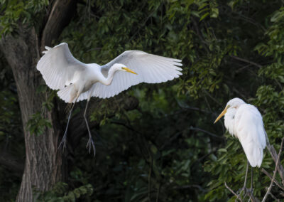 Two white egrets near a green forest, one in flight and one standing.