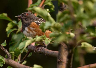 A small bird perched on a branch amidst green leaves.
