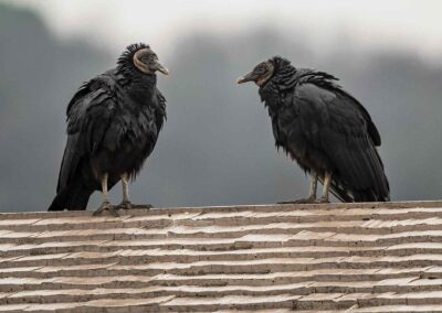 Two black vultures perched on a wooden surface against a foggy background.