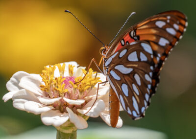 Close-up of a butterfly feeding on a white flower under warm sunlight.