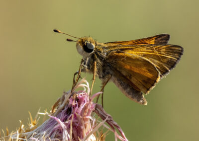 Close-up of a brown butterfly on a pink flower.