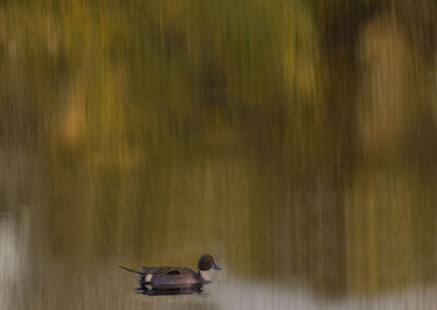 A duck swimming on calm water with a blurred golden background.