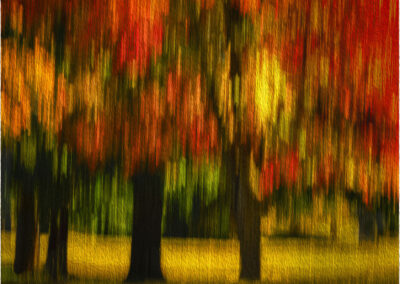 Blurred image of autumn trees with vibrant red, orange, and yellow leaves.