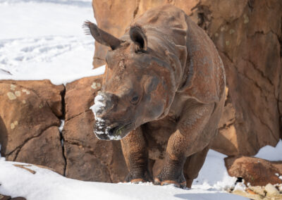 A rhinoceros standing on snow near rocks.