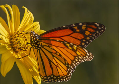 A vibrant monarch butterfly perched on a yellow flower.