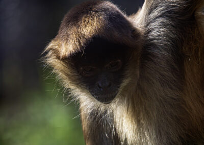 Close-up of a brown spider monkey with soft fur.