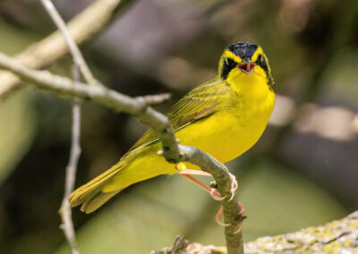 A vibrant yellow bird perched on a branch, looking directly at the camera.