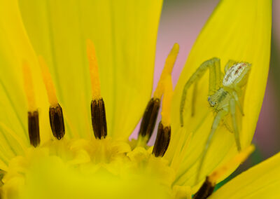 Close-up of a spider on a vibrant yellow flower with prominent stamens.