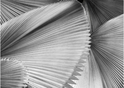 Close-up of textured, overlapping palm leaves in black and white.