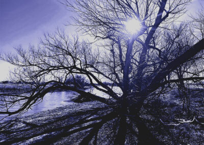 Bare tree branches with sun shining through in a blue-toned winter scene.