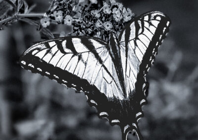 Black and white image of a butterfly perched on flowers.