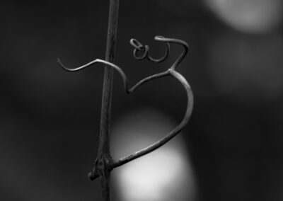 A heart-shaped vine tendril in black and white.