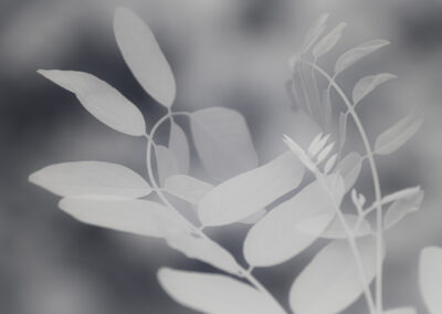 Soft-focus image of delicate leaves and stems in grayscale.