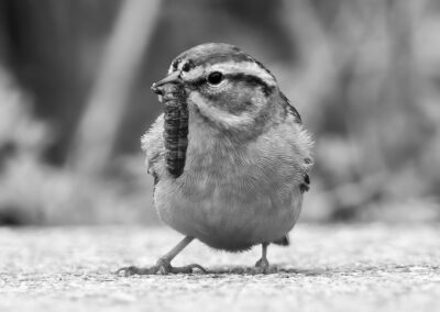 Close-up of a small bird with distinct facial markings on the ground.