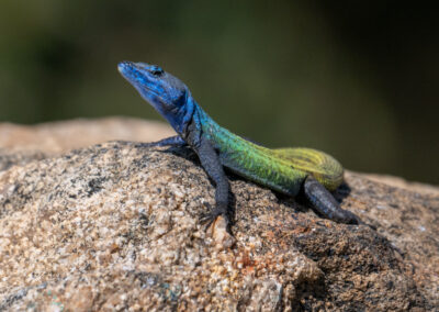 A colorful lizard with blue and green hues perched on a rock.