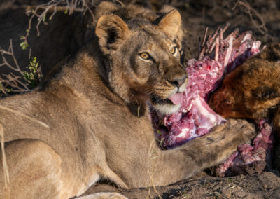 A lioness feeding on a carcass in the wild.