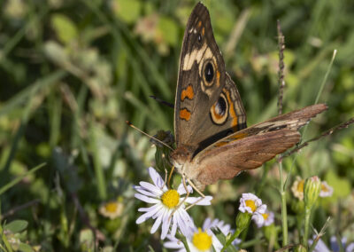 Butterfly perched on a daisy in a green field.