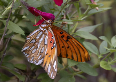 A vibrant butterfly feeding on a red flower amidst green leaves.
