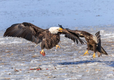 Two eagles in flight over a water body with spread wings.