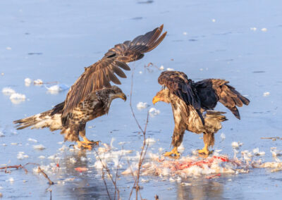 Two eagles facing each other on a snowy ground with scattered feathers.