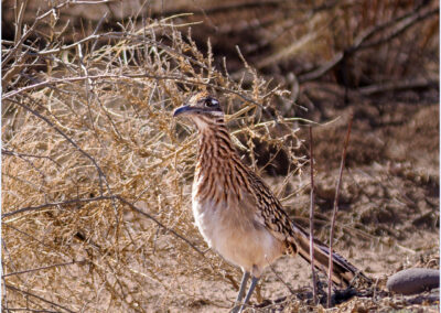 A roadrunner standing on dry desert ground near shrubs.