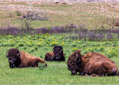 A group of bison resting on a grassy field.