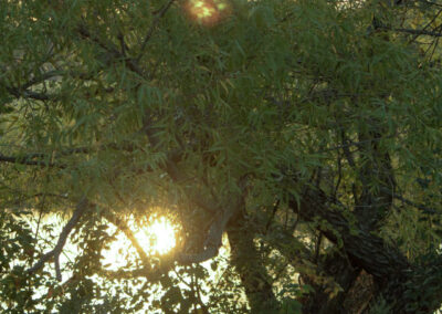Sunlight filtering through dense green tree branches.