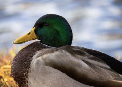 Close-up of a male mallard duck with vibrant green head and yellow beak.