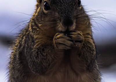 Close-up of a squirrel eating with snowy background.